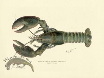Lobster - Male